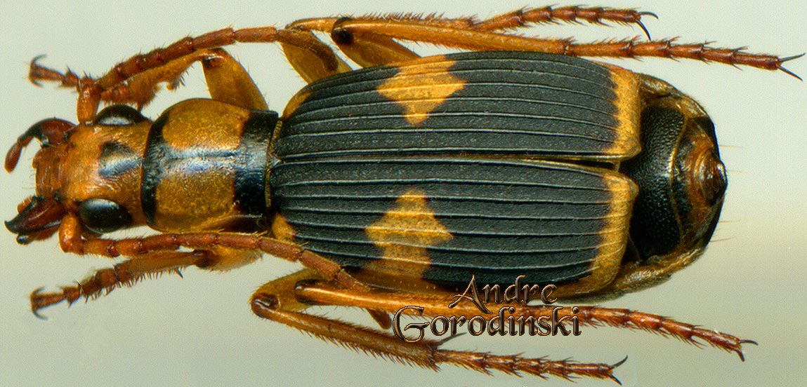 http://www.gorodinski.ru/carabidae/Aptinus sp.2.jpg